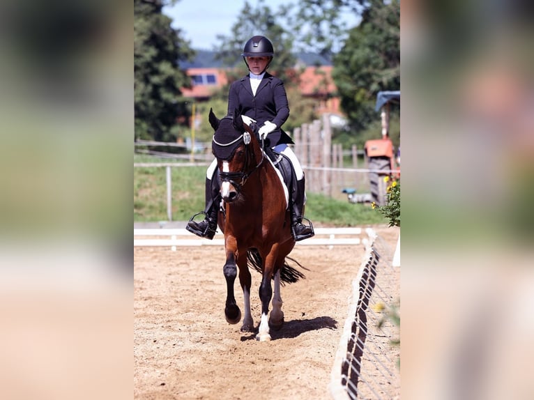 German Riding Pony Gelding 12 years 14,2 hh in Memmingen