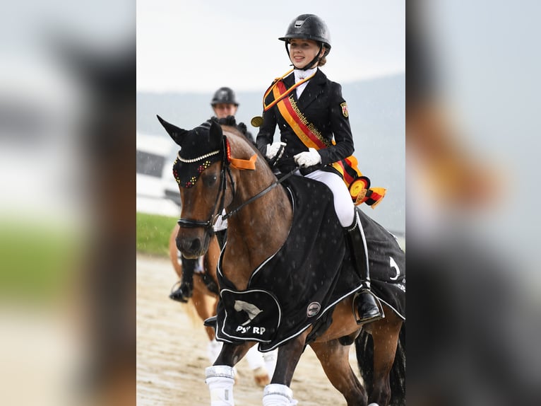 German Riding Pony Gelding 12 years 14,2 hh Dun in Straelen