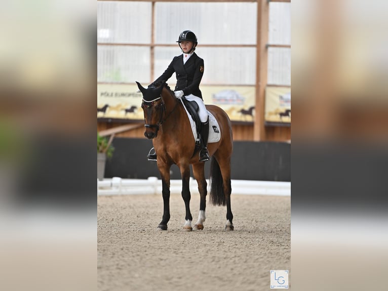 German Riding Pony Gelding 12 years 14,2 hh Dun in Straelen