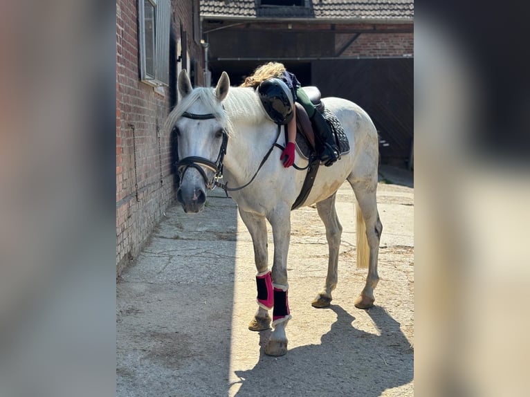 German Riding Pony Gelding 12 years 14,2 hh Grey-Dark-Tan in Iserlohn