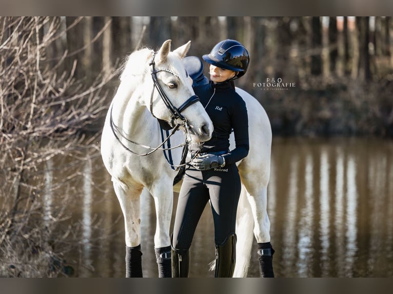 German Riding Pony Gelding 12 years 14,2 hh Palomino in Hagen am Teutoburger Wald