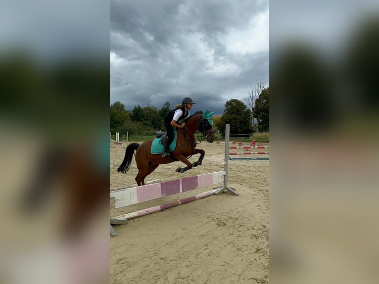 German Riding Pony Gelding 12 years 14,3 hh Brown in Rheinstetten