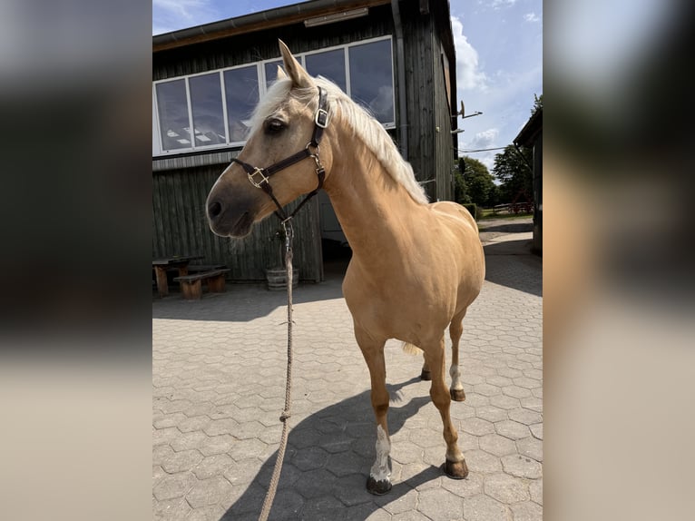 German Riding Pony Gelding 12 years 14,3 hh Palomino in Hamburg Osdorf