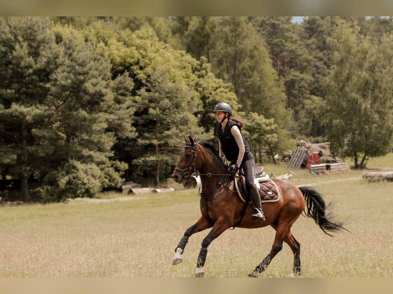 German Riding Pony Gelding 12 years 15.1 hh Brown in Oranienburg, Deutschland