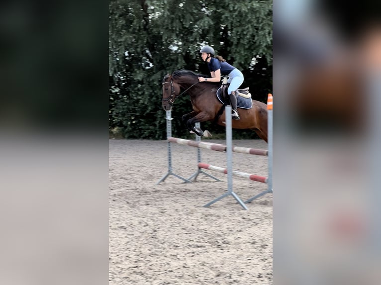 German Riding Pony Gelding 12 years 15.1 hh Brown in Oranienburg, Deutschland