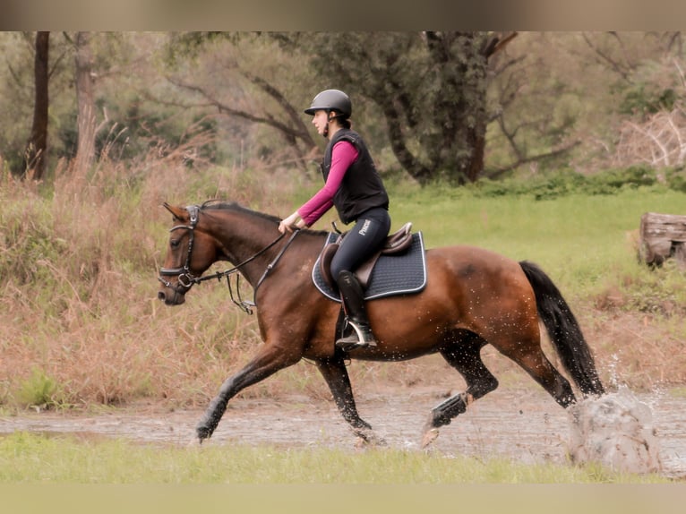 German Riding Pony Gelding 12 years 15.1 hh Brown in Oranienburg, Deutschland