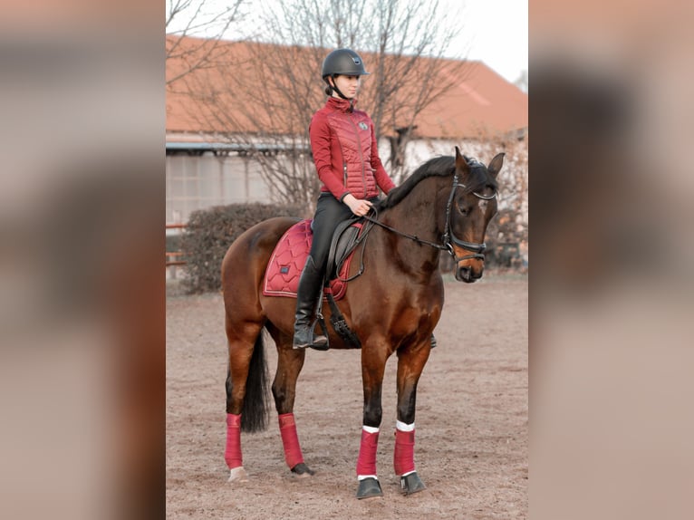 German Riding Pony Gelding 12 years 15.1 hh Brown in Oranienburg