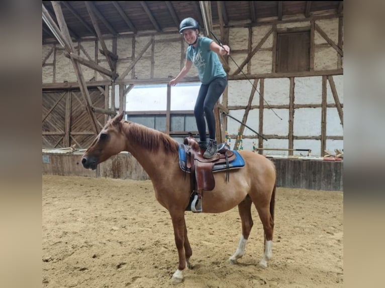 German Riding Pony Gelding 12 years 15.1 hh Red Dun in Borken