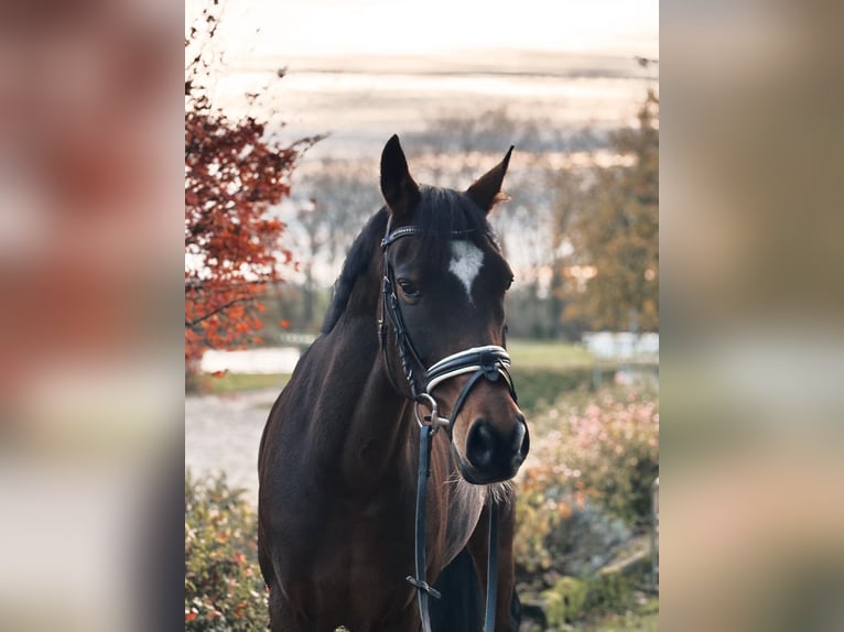 German Riding Pony Gelding 12 years 15 hh Brown in Pirmasens