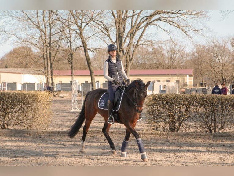 German Riding Pony Gelding 12 years 15,1 hh Brown in Oranienburg, Deutschland