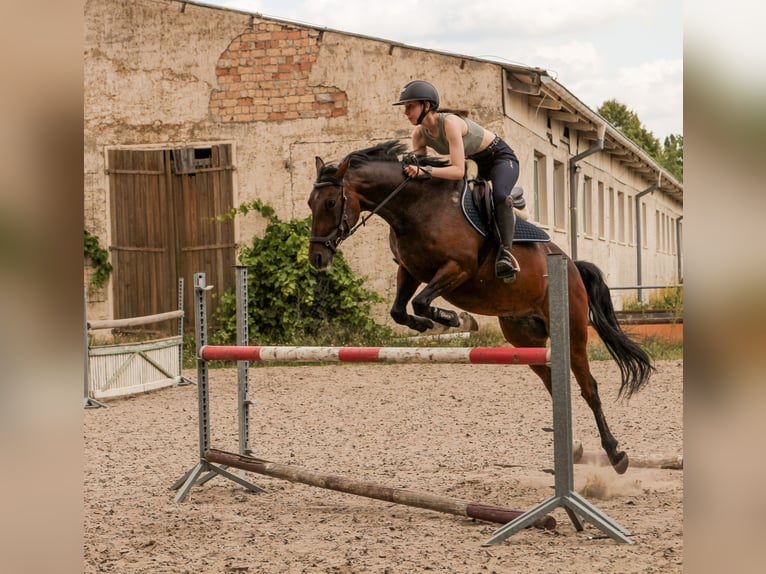 German Riding Pony Gelding 12 years 15,1 hh Brown in Oranienburg, Deutschland
