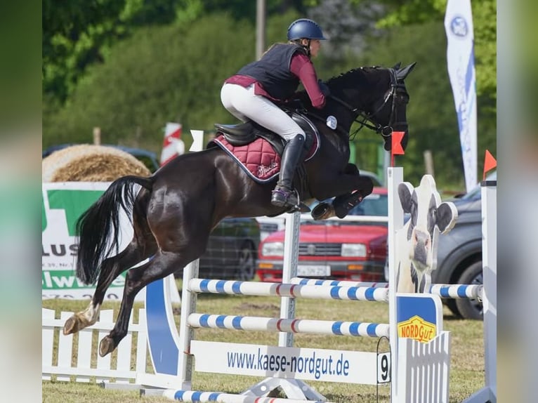 German Riding Pony Gelding 12 years Black in Raben Steinfeld
