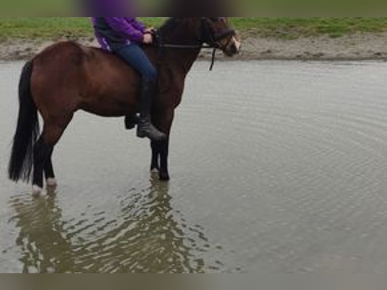 German Riding Pony Mix Gelding 13 years 12.1 hh Brown in Pollhagen