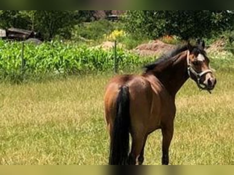 German Riding Pony Mix Gelding 13 years 12.1 hh Brown in Pollhagen