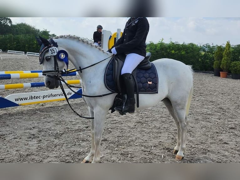 German Riding Pony Gelding 13 years 12,2 hh Gray in Saarbrücken