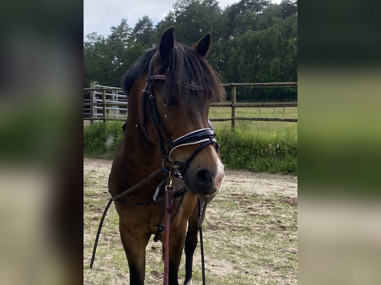 German Riding Pony Gelding 13 years 13.2 hh Bay-Dark in Clenze