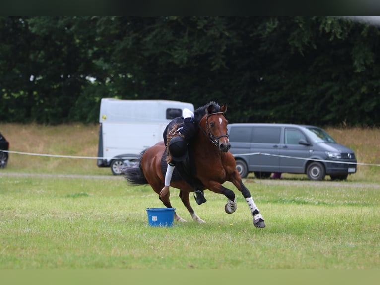 German Riding Pony Mix Gelding 13 years 13,2 hh Brown in Bothel