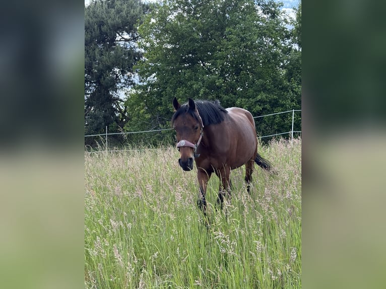German Riding Pony Gelding 13 years 13.2 hh Brown in Alzenau in UnterfrankenAlzenau