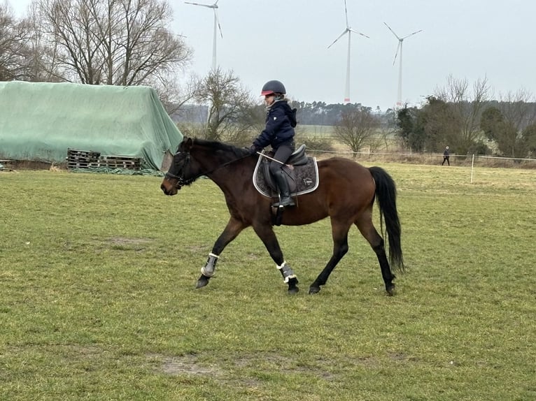 German Riding Pony Gelding 13 years 14,1 hh Bay-Dark in Magdeburg