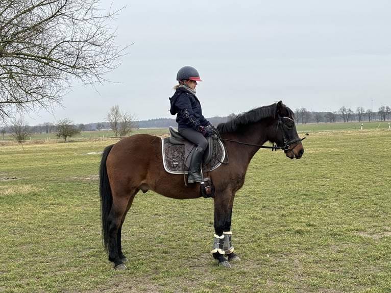 German Riding Pony Gelding 13 years 14,1 hh Bay-Dark in Magdeburg