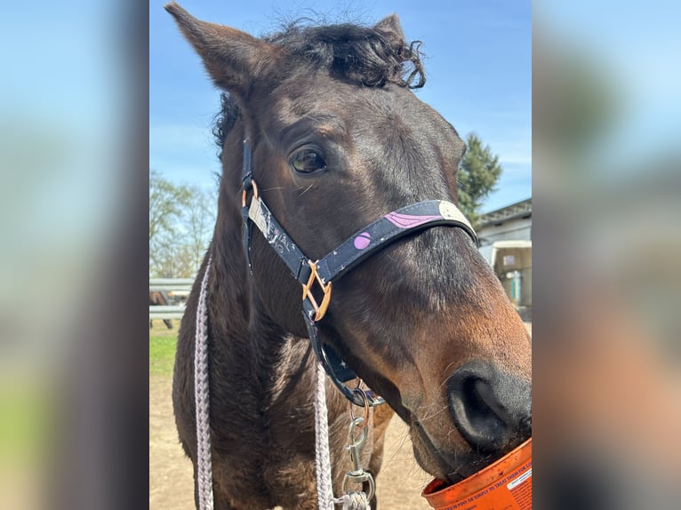 German Riding Pony Gelding 13 years 14,1 hh Bay-Dark in Magdeburg