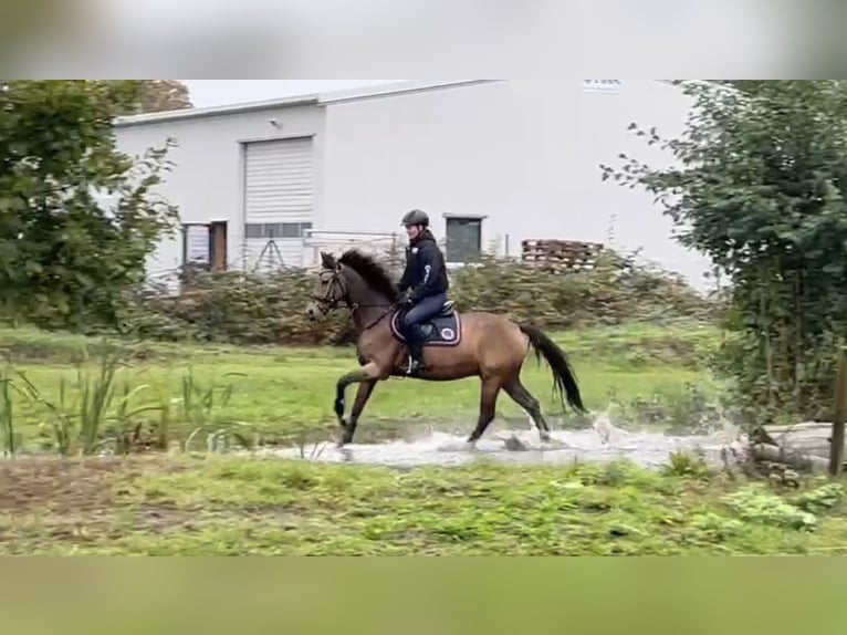 German Riding Pony Gelding 13 years 14,1 hh Brown in Bremen
