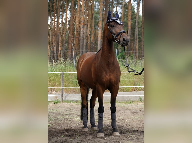 German Riding Pony Gelding 13 years 14,1 hh Brown in Doberlug Kirchhain