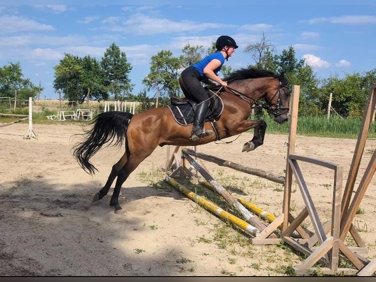 German Riding Pony Gelding 13 years 14,1 hh Brown in Doberlug Kirchhain