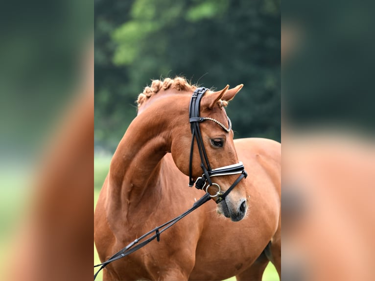 German Riding Pony Gelding 13 years 14.1 hh Chestnut-Red in Kamern