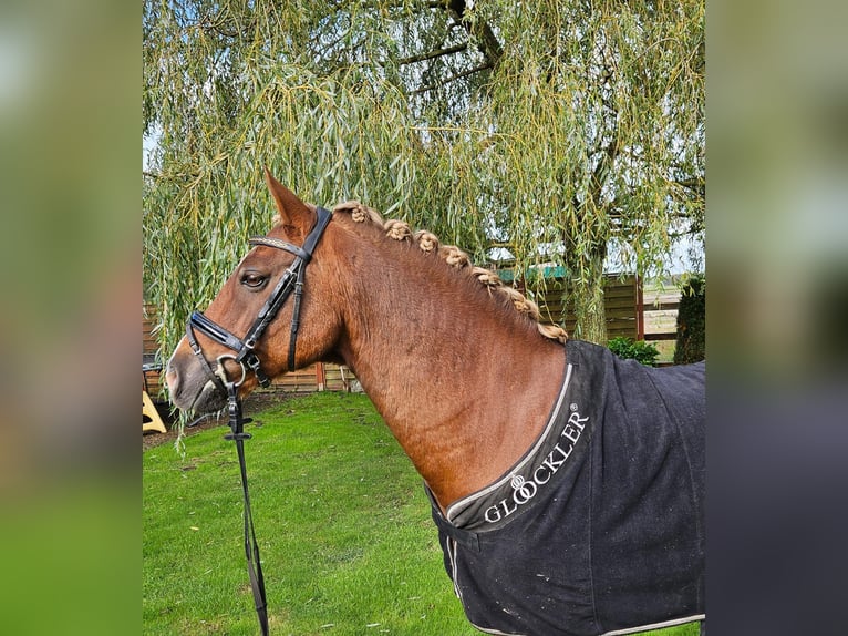 German Riding Pony Gelding 13 years 14,1 hh Chestnut-Red in Loxstedt