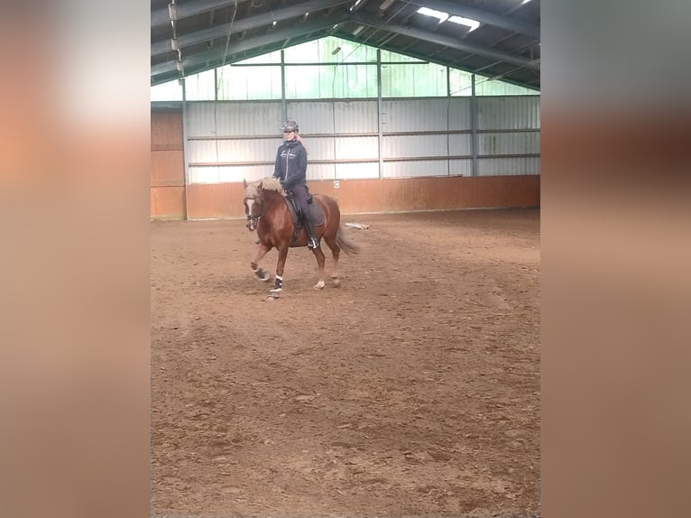 German Riding Pony Gelding 13 years 14,1 hh Chestnut-Red in Loxstedt