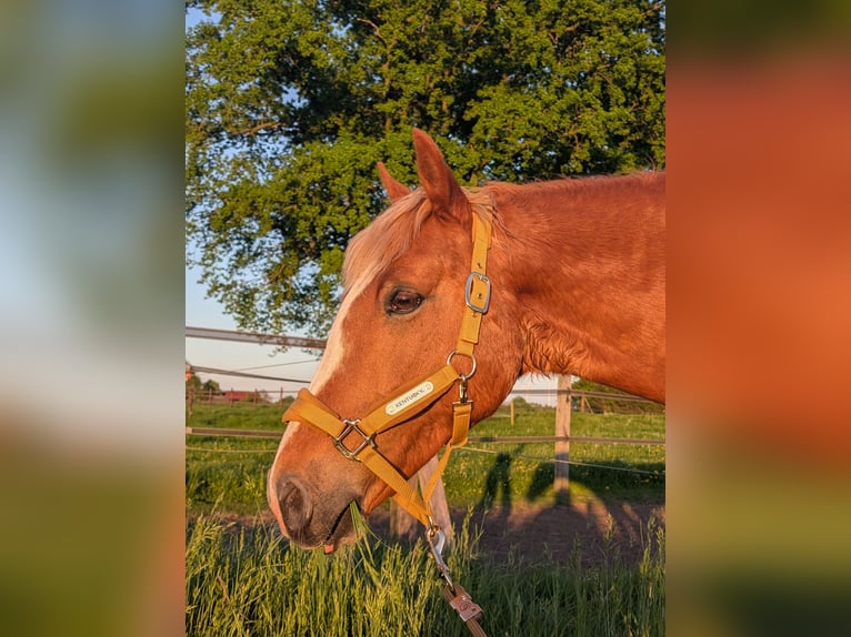 German Riding Pony Gelding 13 years 14.1 hh Chestnut-Red in Warmsen