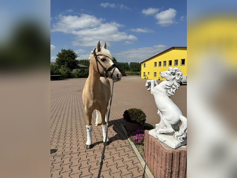 German Riding Pony Gelding 13 years 14,1 hh Palomino in Guxhagen
