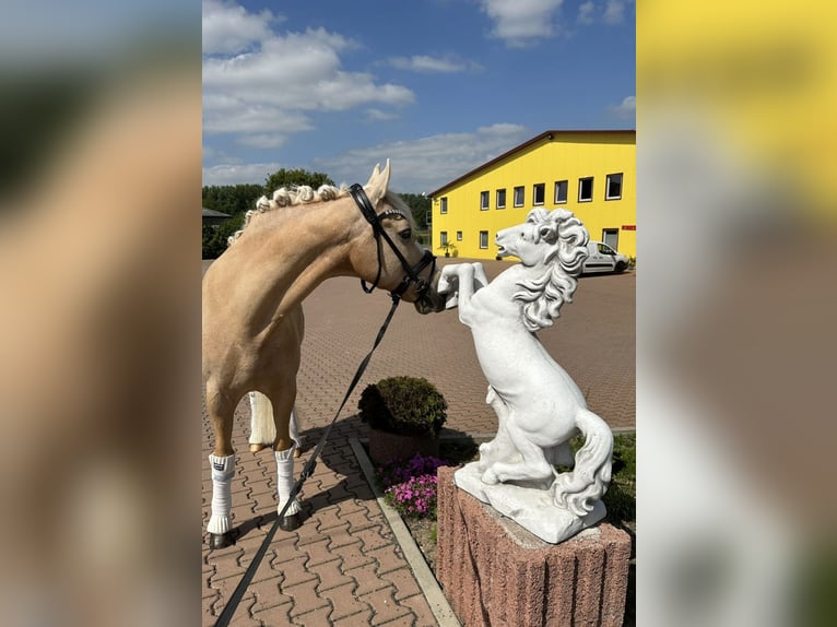 German Riding Pony Gelding 13 years 14,1 hh Palomino in Guxhagen