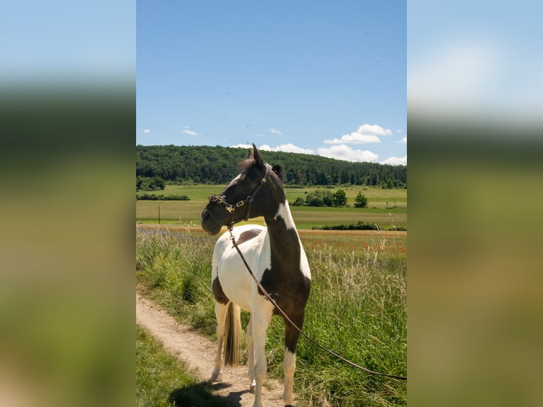 German Riding Pony Gelding 13 years 14,1 hh Pinto in Lohra