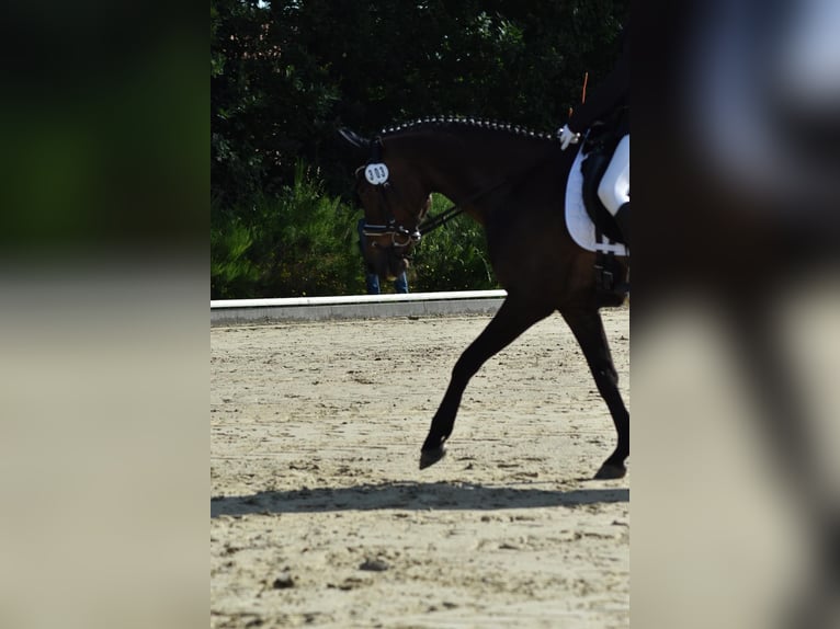 German Riding Pony Gelding 13 years 14.1 hh Smoky-Black in Suhlendorf