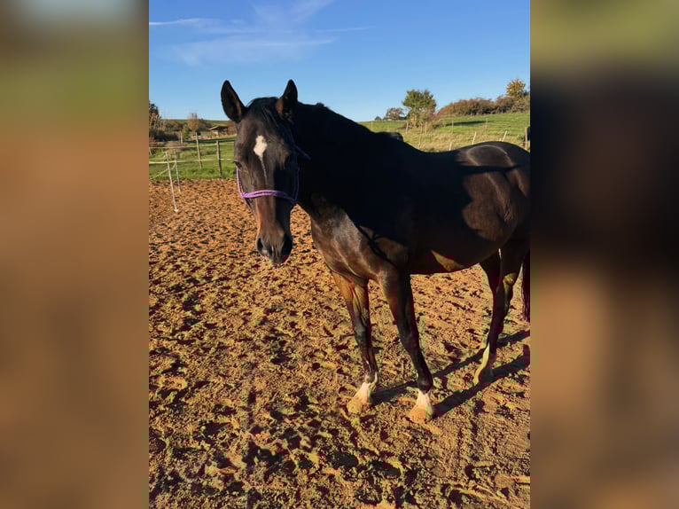 German Riding Pony Gelding 13 years 14.2 hh Brown in Halle