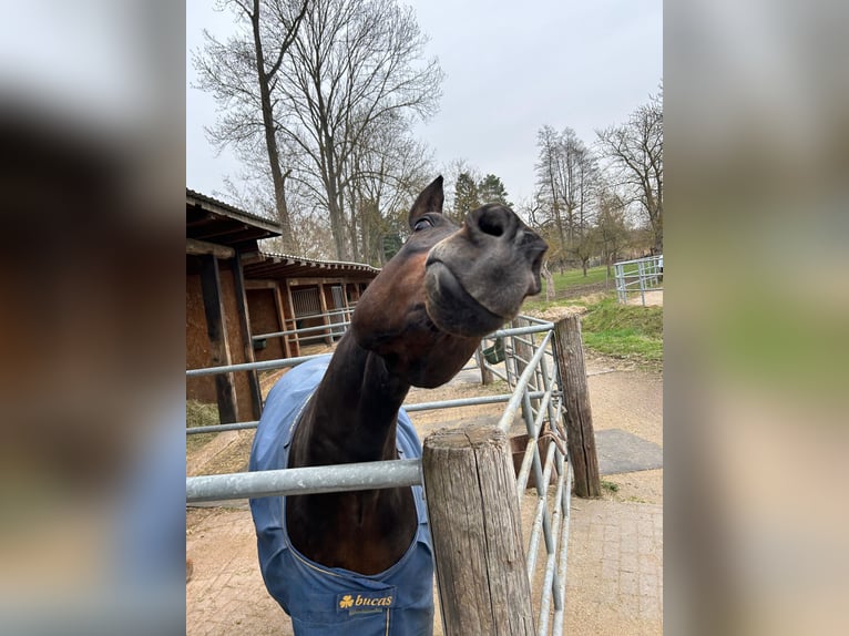 German Riding Pony Gelding 13 years 14.2 hh Brown in Halle
