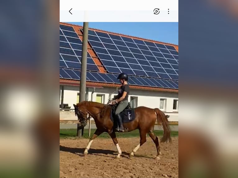 German Riding Pony Gelding 13 years 14,2 hh Chestnut-Red in Groß Quenstedt