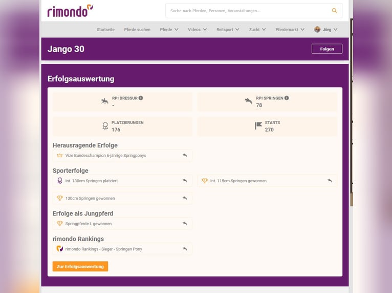 German Riding Pony Gelding 13 years 14.2 hh Chestnut-Red in Braunschweig