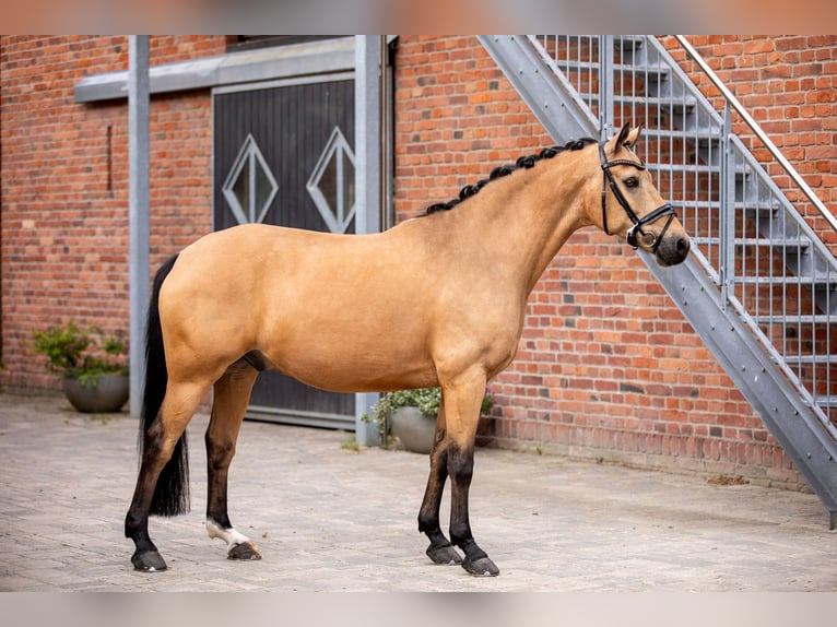 German Riding Pony Gelding 13 years 14,2 hh Dun in Berlin