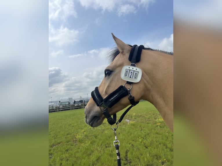 German Riding Pony Gelding 13 years 14,2 hh Dun in Minderhout