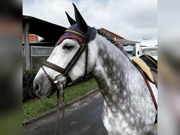 German Riding Pony Gelding 13 years 14,2 hh Gray-Dapple in Burgwedel