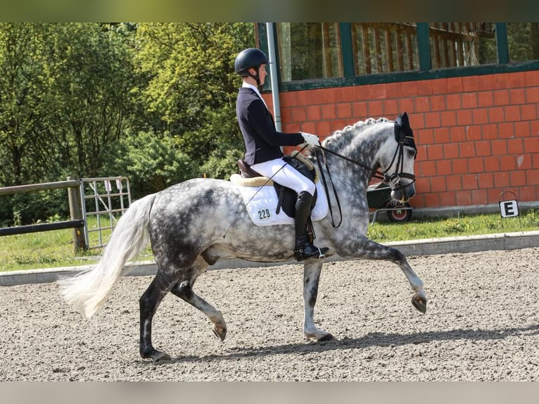 German Riding Pony Gelding 13 years 14,2 hh Gray-Dapple in Burgwedel