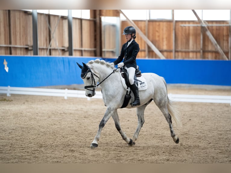 German Riding Pony Gelding 13 years 14,2 hh Gray-Fleabitten in Hohenstein