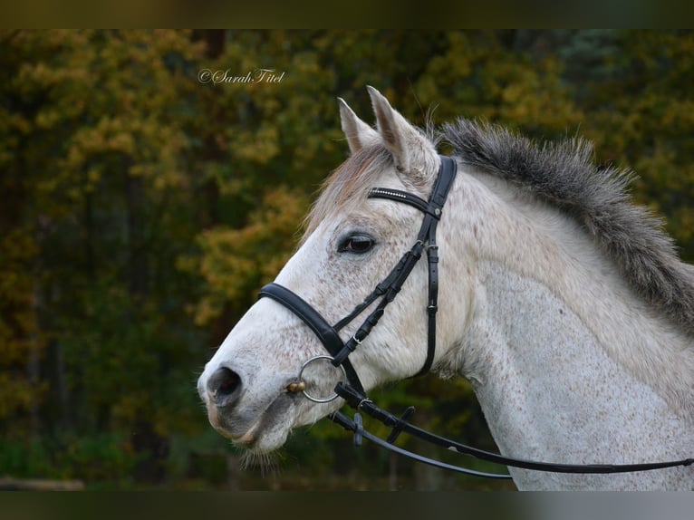 German Riding Pony Gelding 13 years 14,2 hh Gray in Alpen