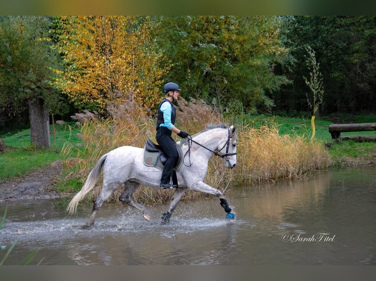 German Riding Pony Gelding 13 years 14,2 hh Gray in Alpen