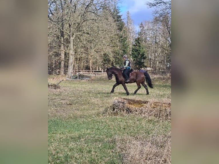 German Riding Pony Mix Gelding 13 years 14,3 hh Black in Heide