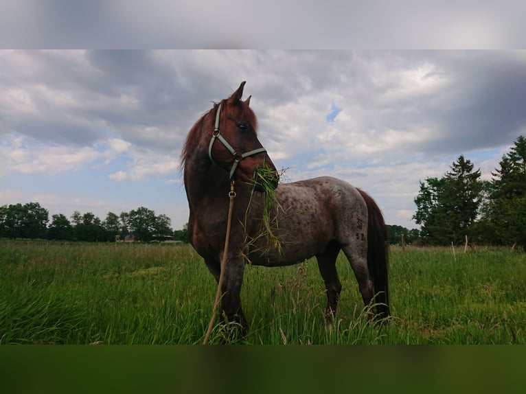 German Riding Pony Gelding 13 years 14.3 hh Roan-Red in Sittensen