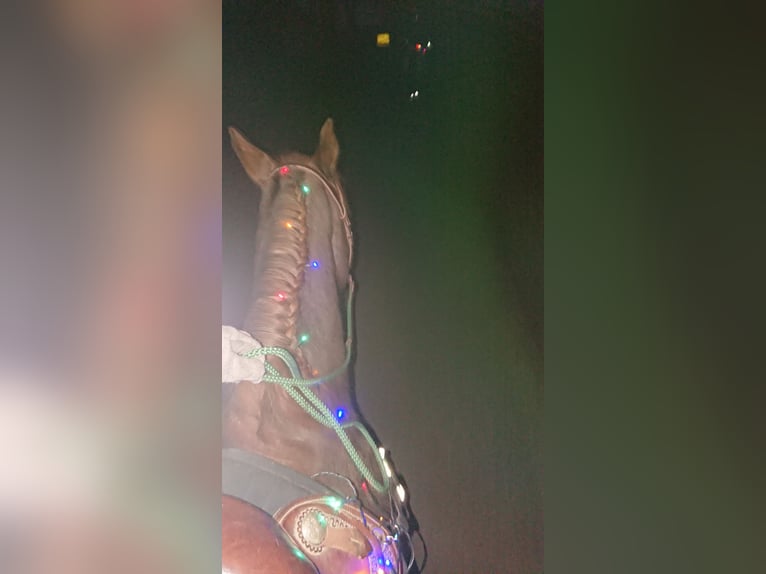 German Riding Pony Gelding 13 years 14.3 hh Roan-Red in Sittensen